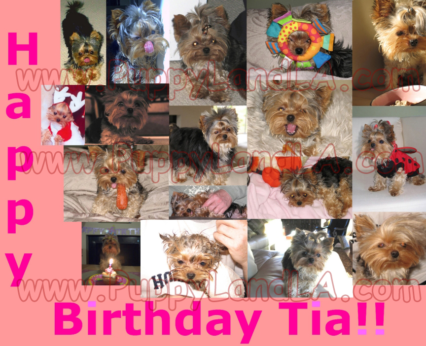 teacup yorkie